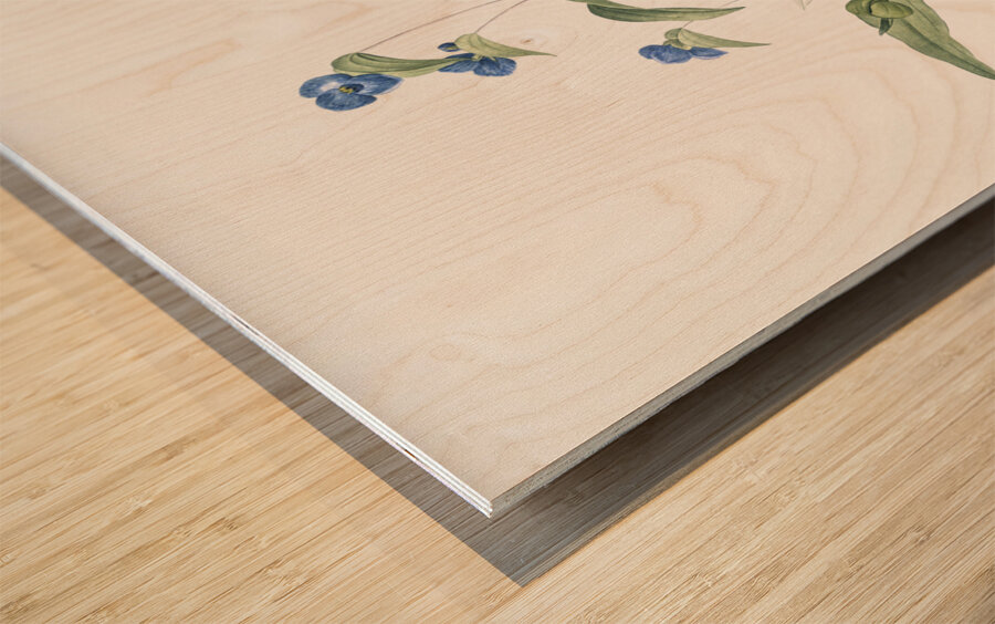 Blue spiderwort illustration  Wood print