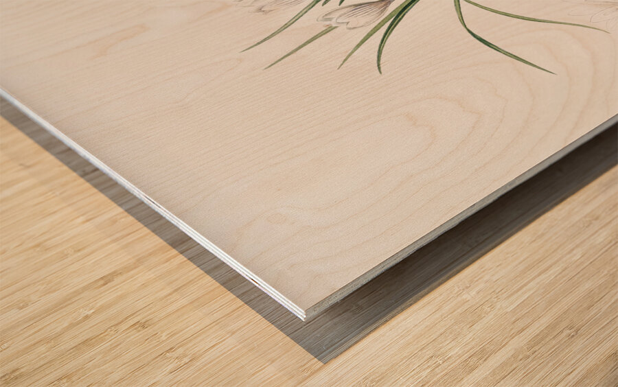 Silvery crocus illustration  Wood print