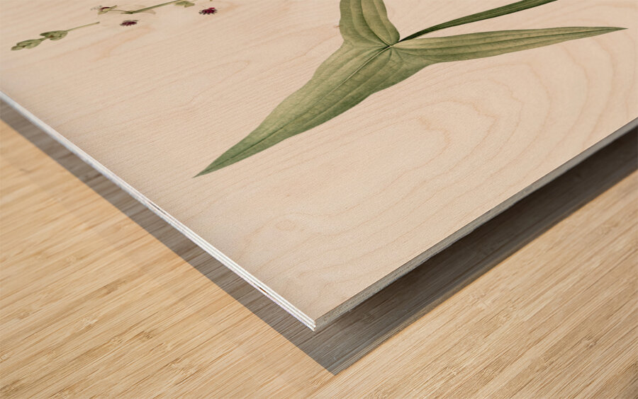 Arrowhead illustration  Wood print