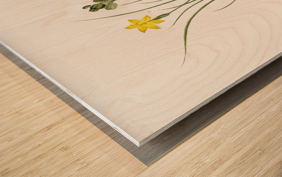 Golden blue-eyed grass illustration  Wood print