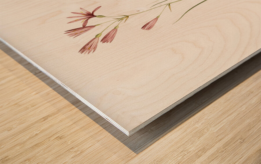 Amaryllis montana illustration  Wood print