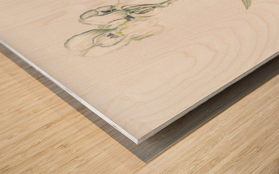 Tall bearded iris illustration  Wood print