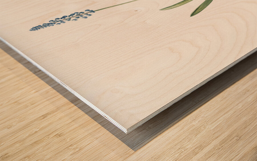 Grape hyacinth illustration  Wood print