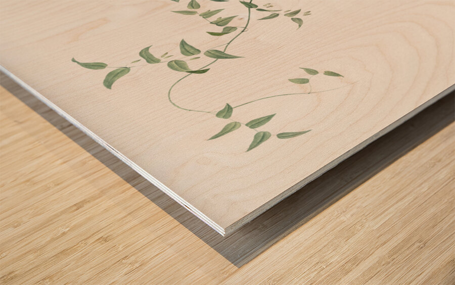 Bridal creeper illustration  Wood print