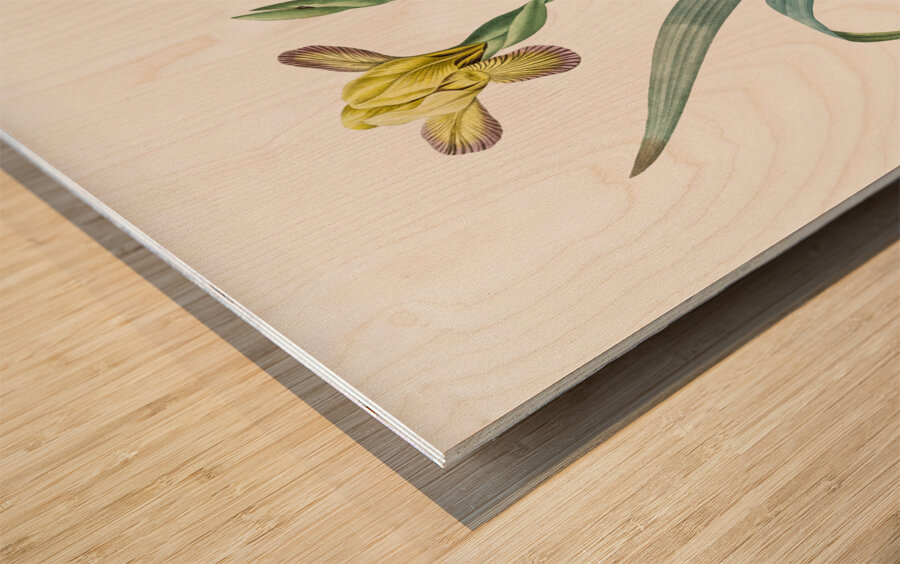 Hungarian iris illustration  Wood print