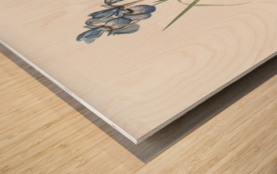 Iris pratensis illustration  Wood print