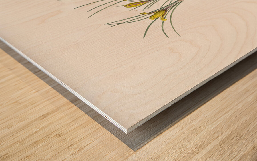 Cloth-of-gold crocus illustration  Wood print