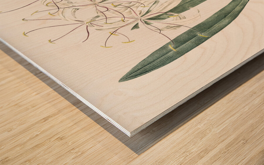 Florida swamp-lily illustration  Wood print