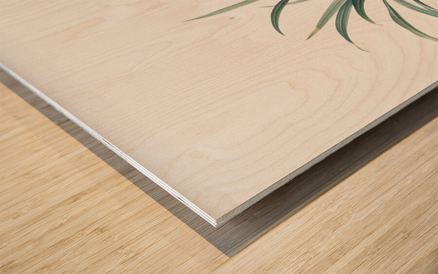 Sansevieria carnea illustration  Wood print