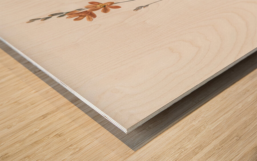 Mossel bay tritonia illustration  Wood print