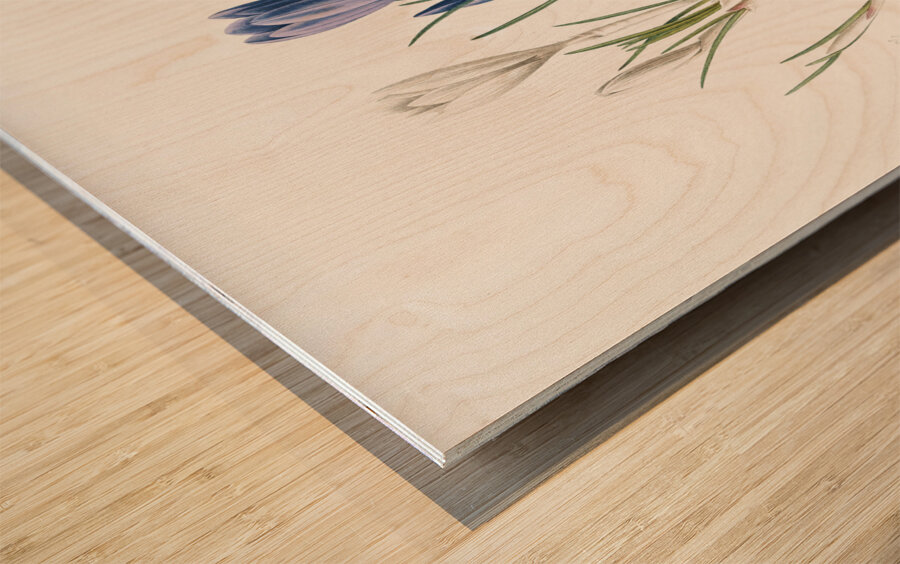 Spring crocus illustration  Wood print