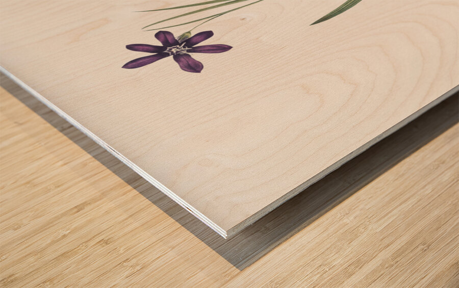 Spring crocus illustration  Wood print