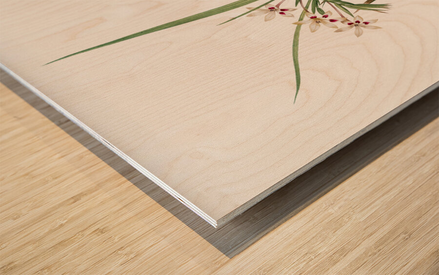 White baboon-root illustration  Wood print