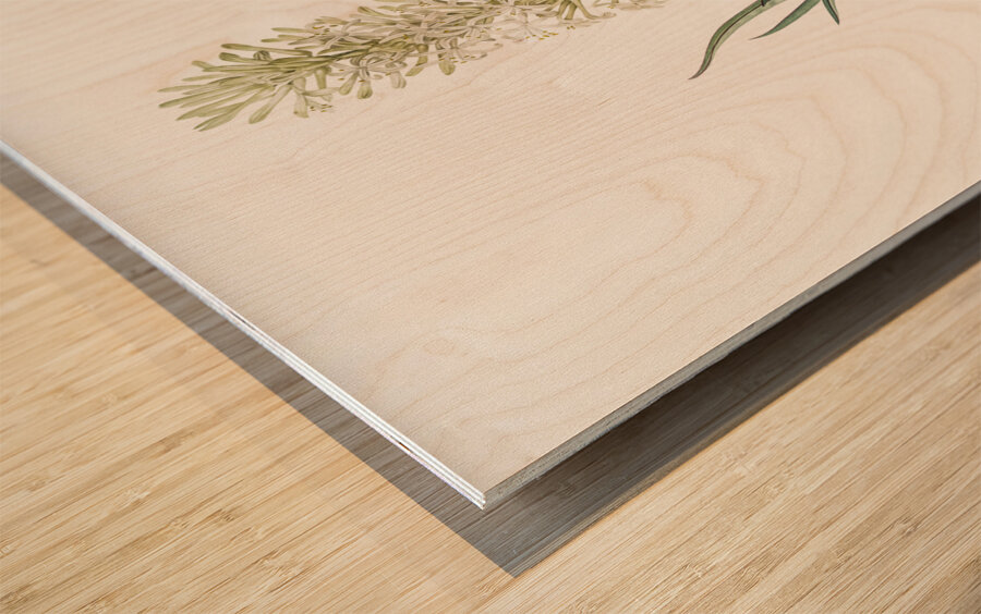 Snake plant illustration  Wood print