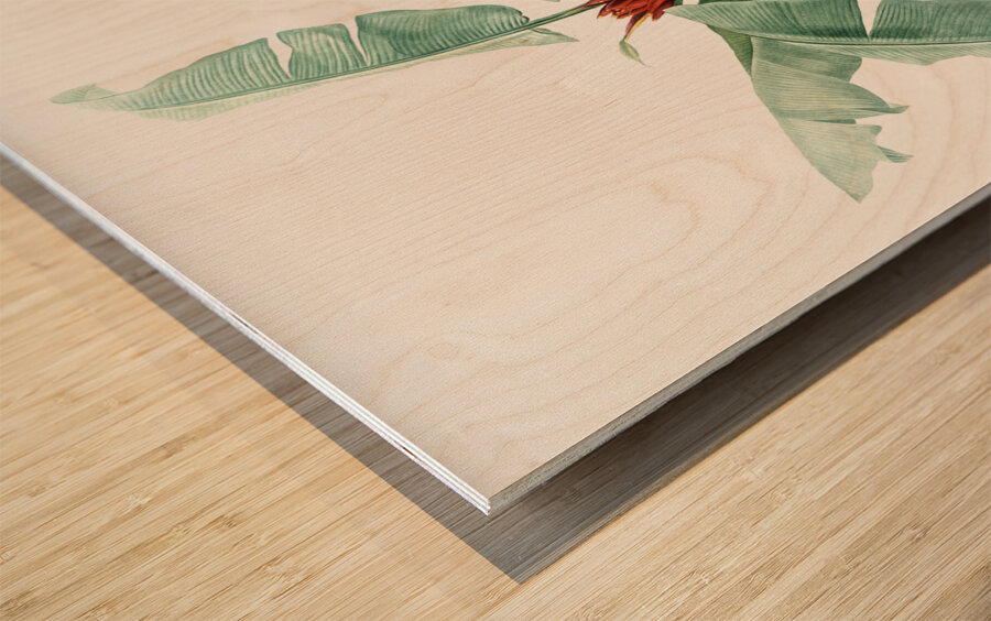 Scarlet banana illustration  Wood print