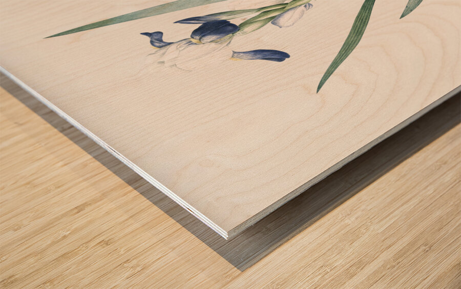 Tall bearded iris illustration  Wood print