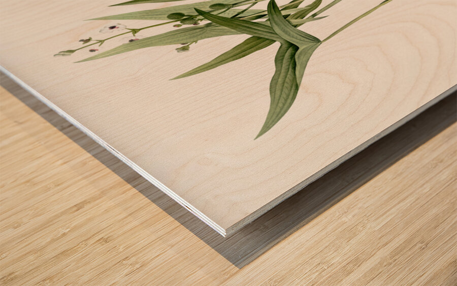 Arrowhead illustration  Wood print