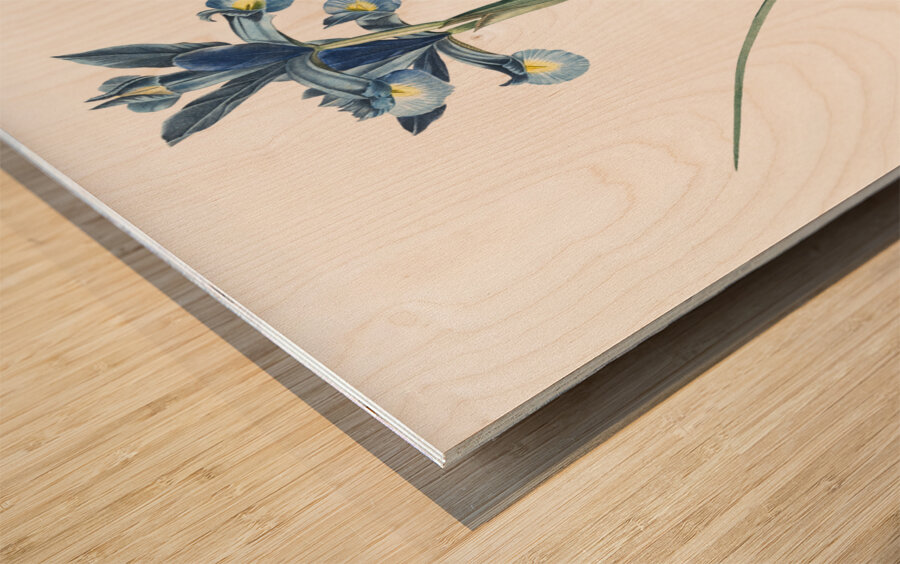 Spanish iris illustration  Wood print