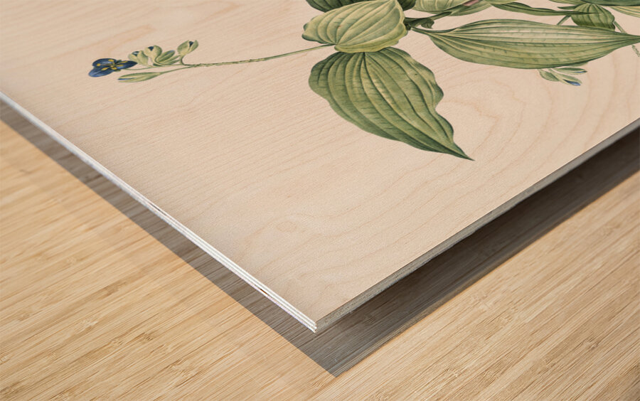 Tradescantia erecta illustration  Wood print