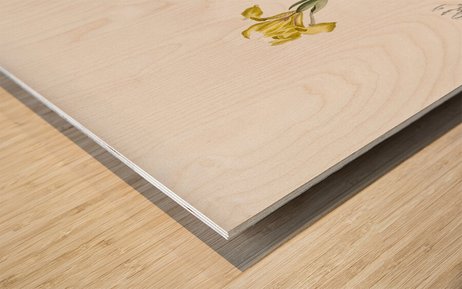 Sand iris illustration  Wood print