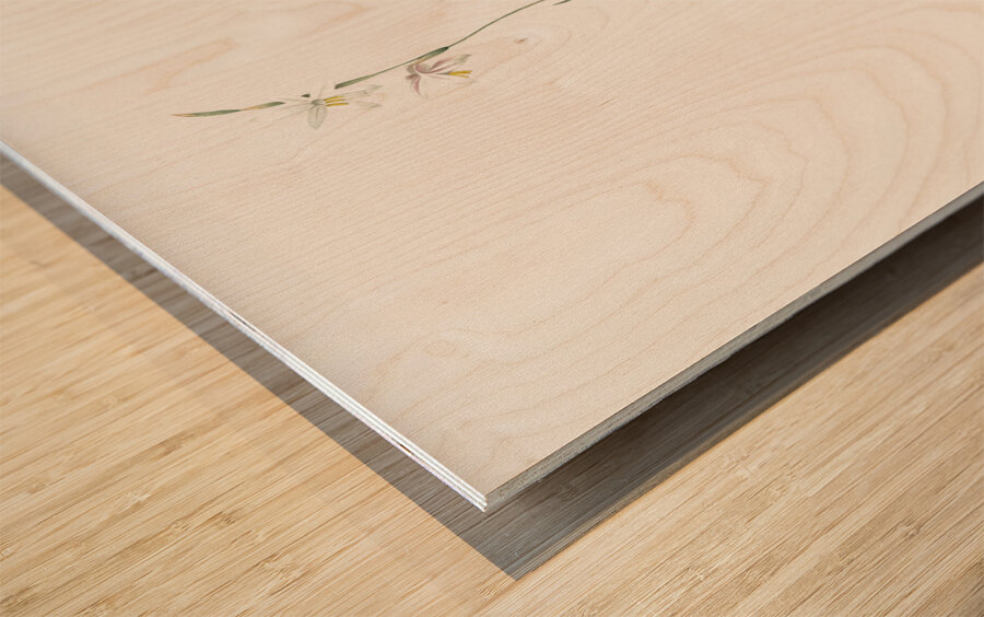 Hesperantha illustration  Wood print