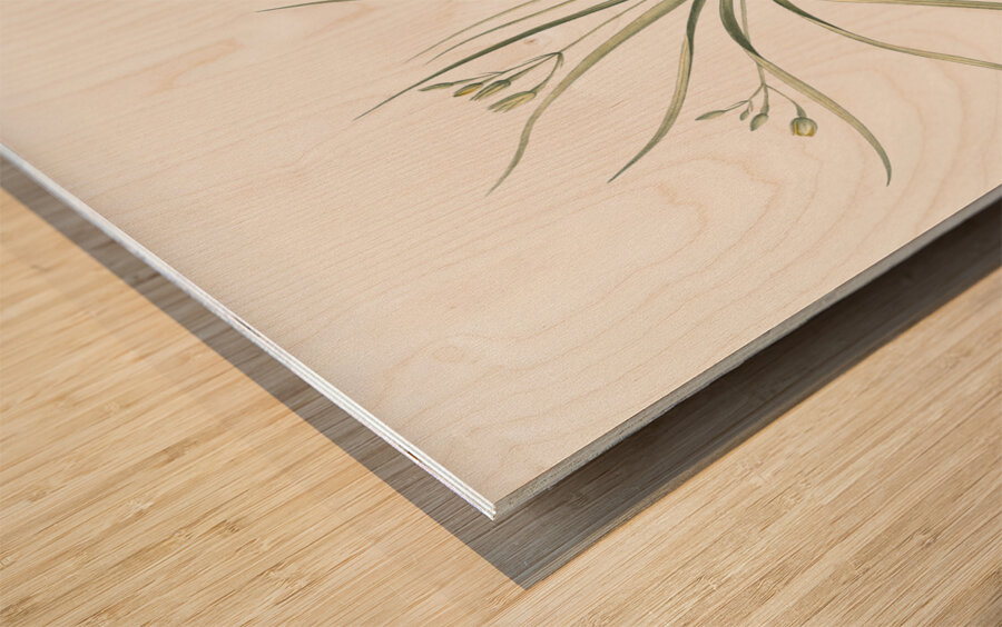 Common goldstar illustration  Wood print