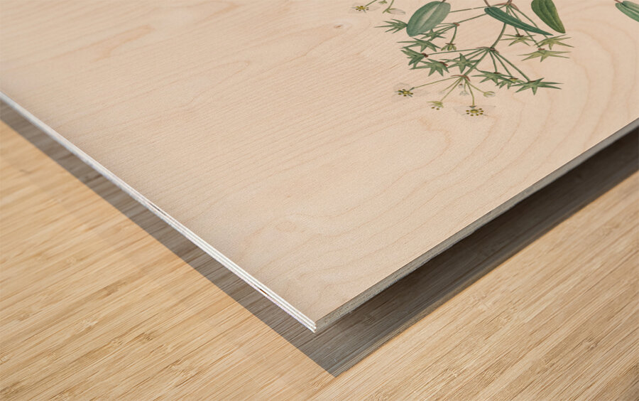 Starfruit illustration  Wood print