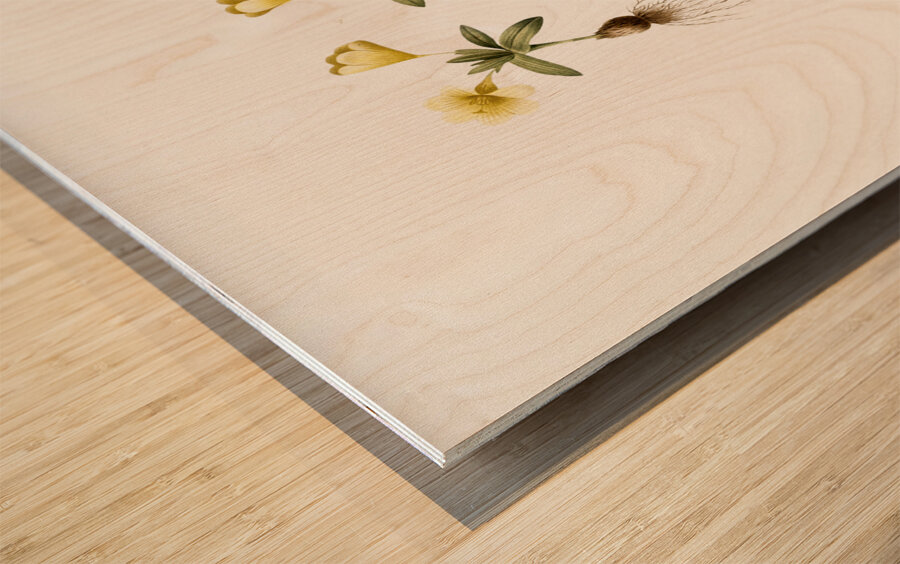 Cape tulip illustration  Wood print