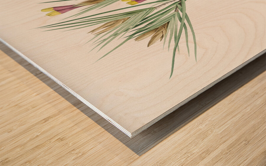 Witsenia maura illustration  Wood print