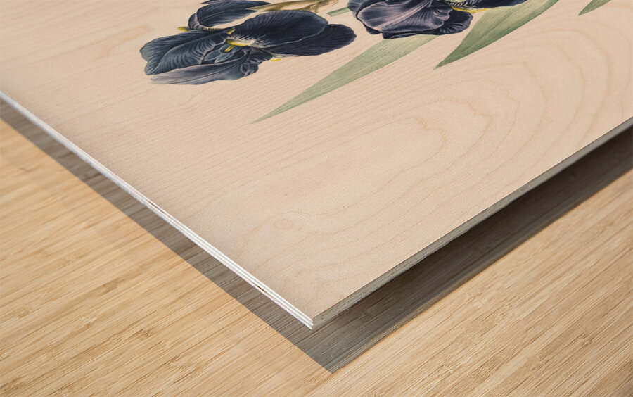 German iris illustration  Wood print