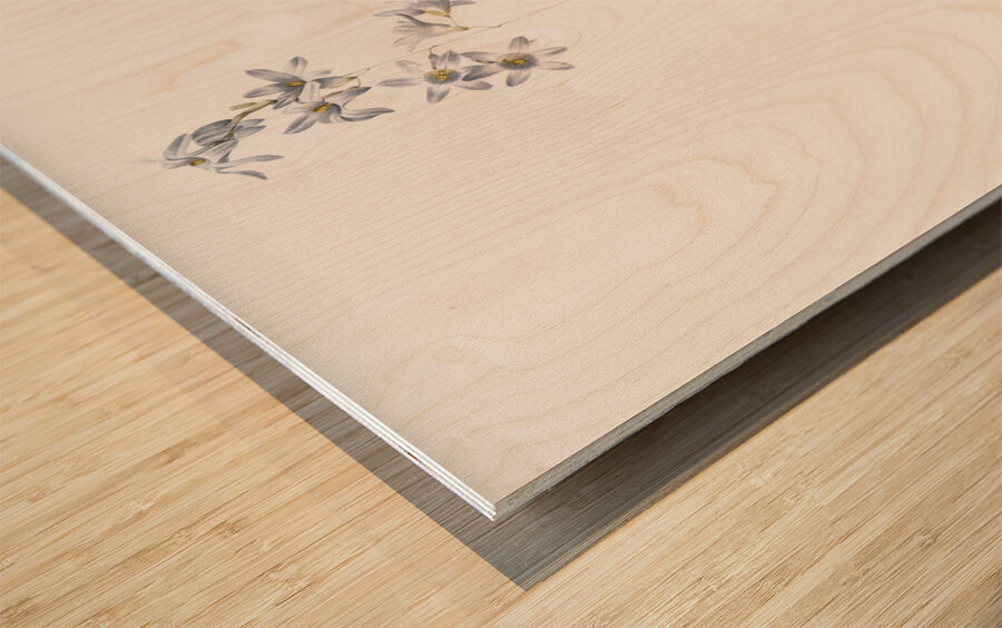 Corn lily illustration  Wood print