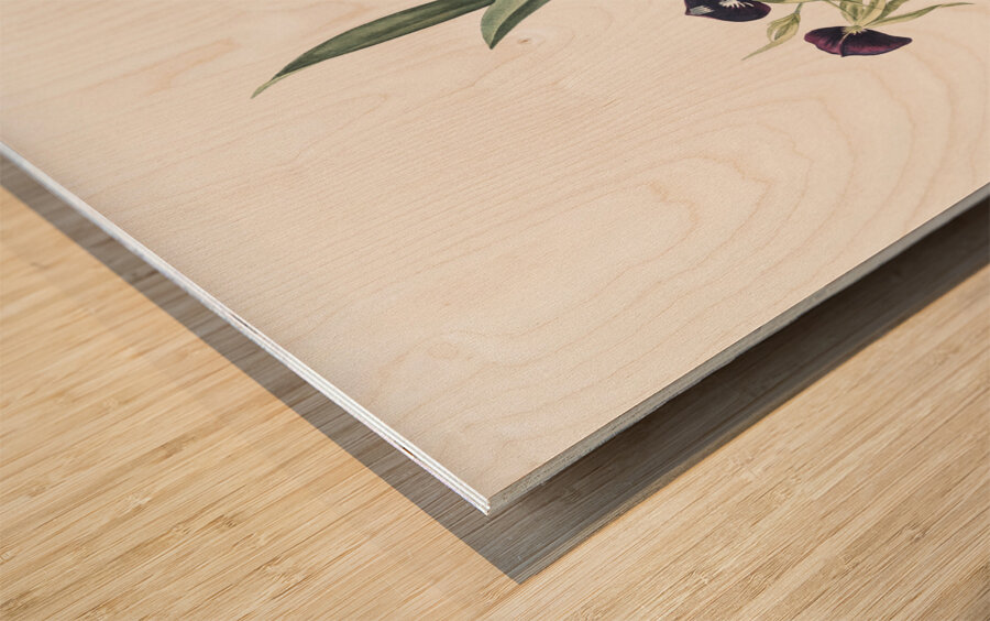 Clamshell orchid illustration  Wood print