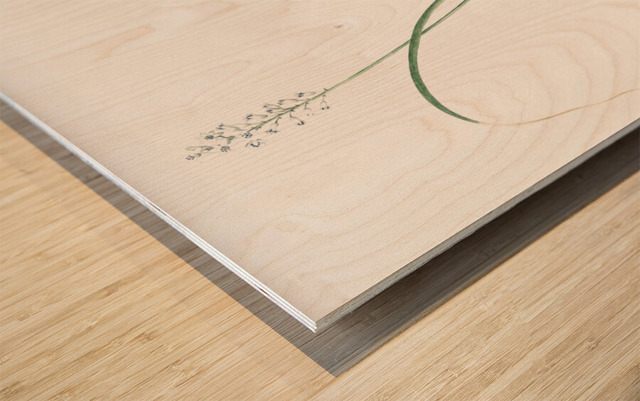 Roman hyacinth illustration  Wood print