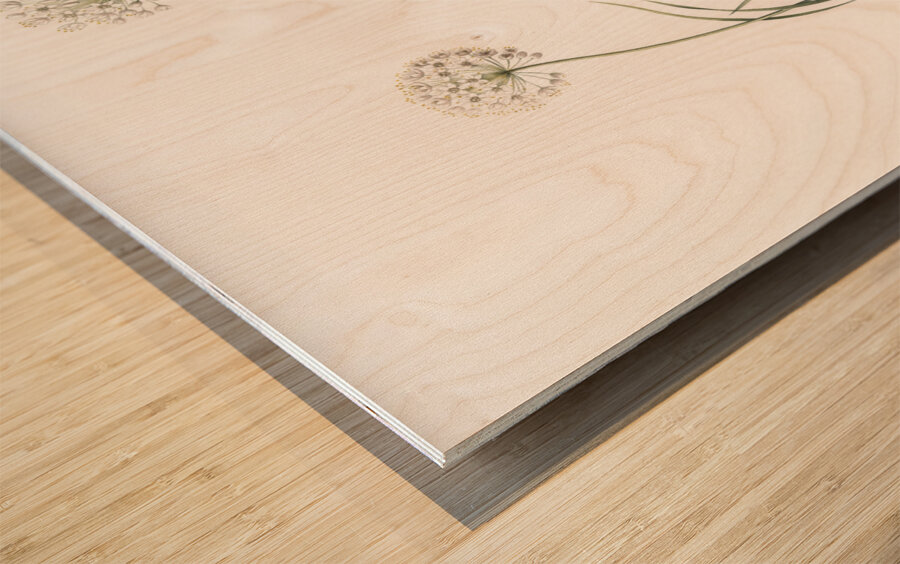 Allium denudatum illustration  Wood print