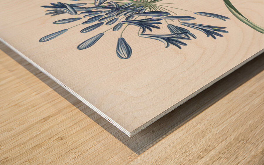 African lily illustration  Wood print