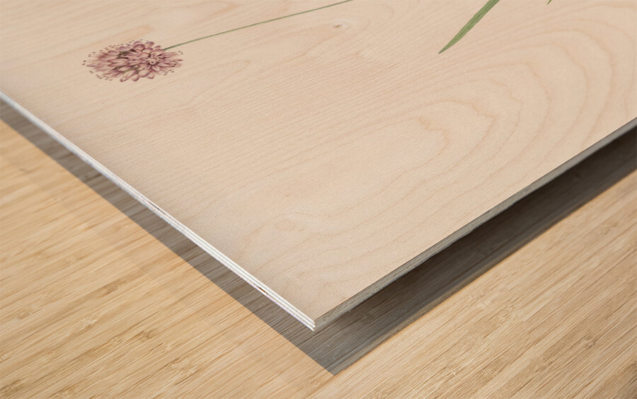 Mouse garlic illustration  Wood print