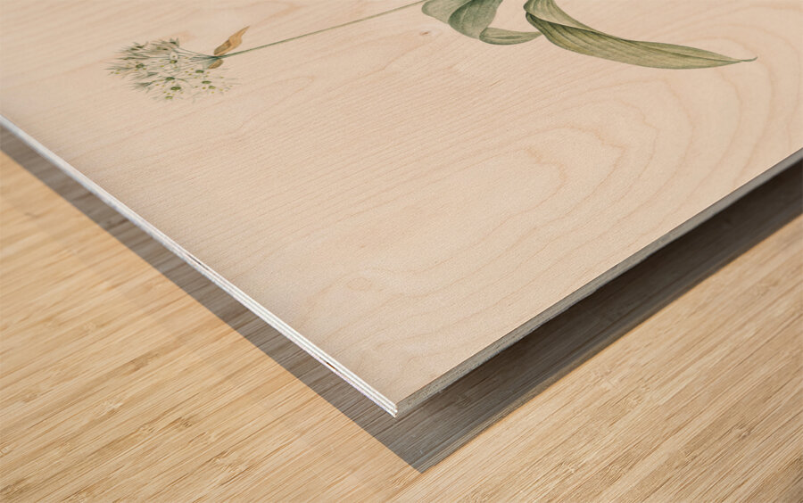 Paradise lily illustration  Wood print