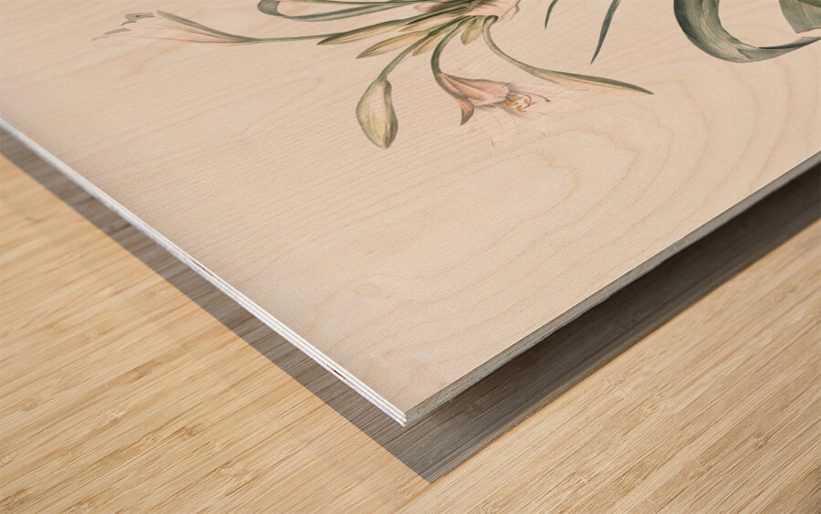 Malgas lily illustration  Wood print