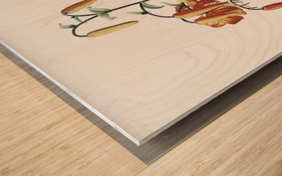 Tiger lily illustration  Wood print