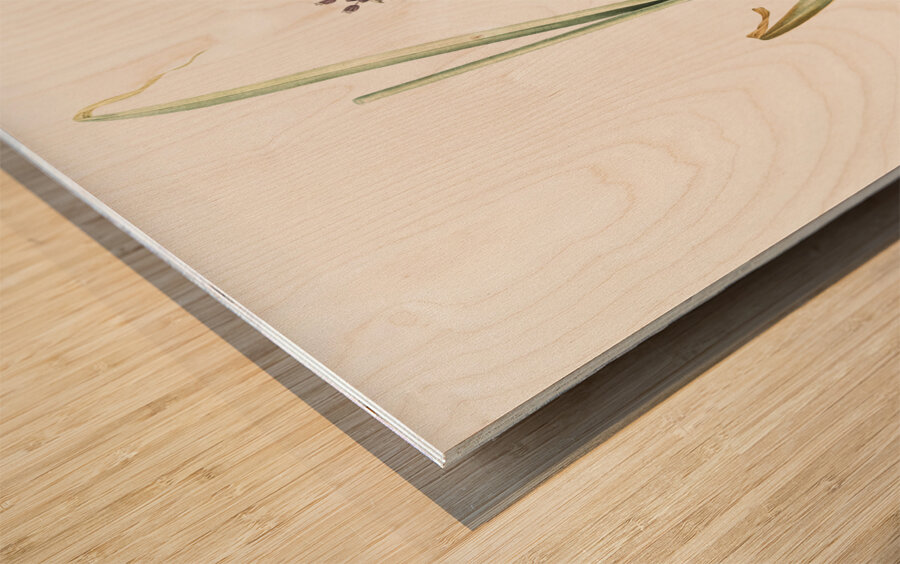 Sand leek illustration  Wood print