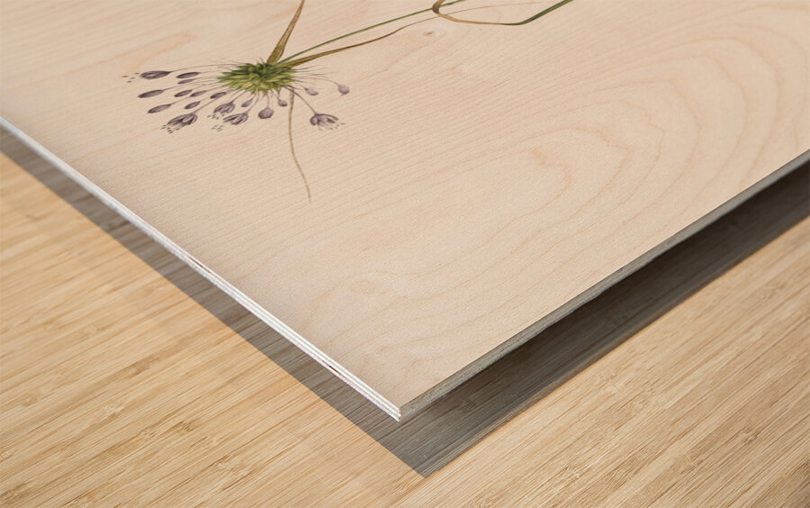 Keeled garlic illustration  Wood print