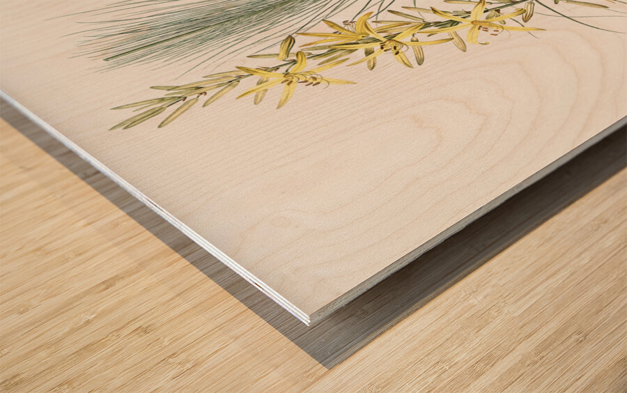 Jacob & rod illustration  Wood print