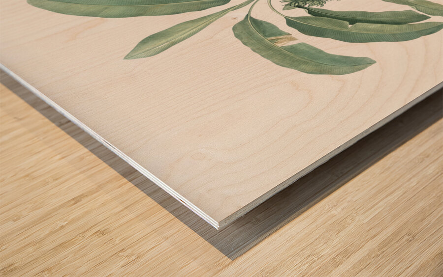 Banana illustration  Wood print