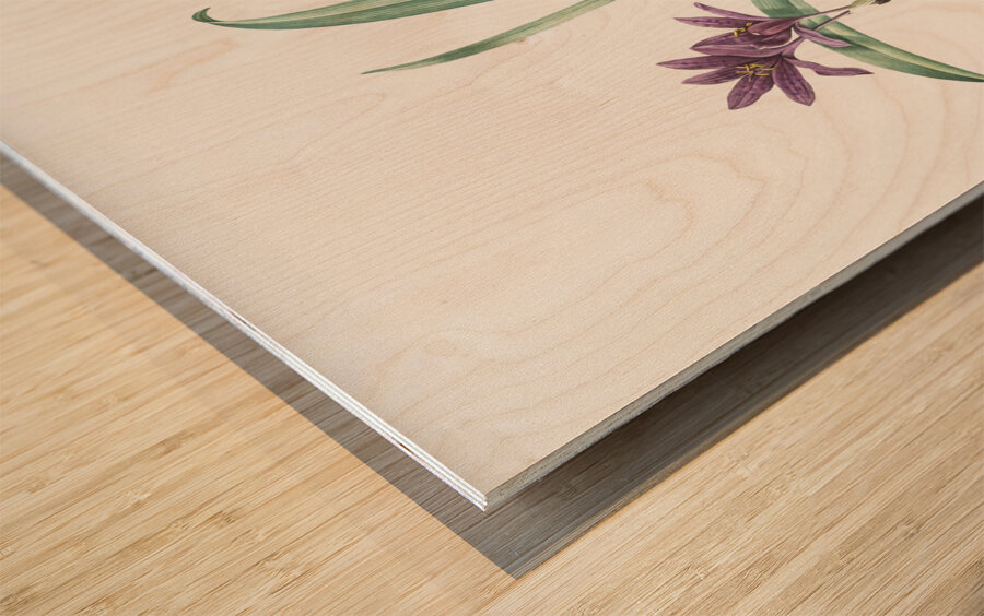 Alpine autumn crocus illustration  Wood print