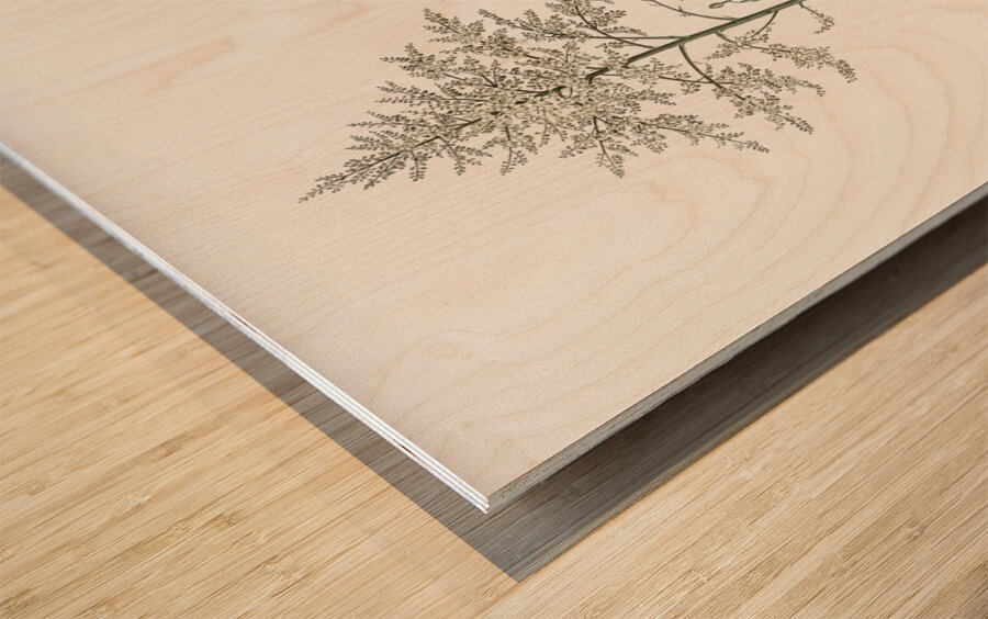 Giant cabuya illustration  Wood print