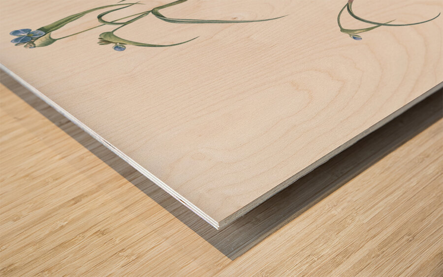 Birdbill dayflower illustration  Wood print