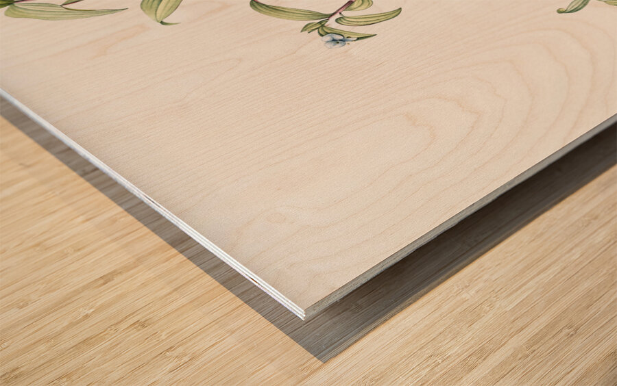 Birdbill dayflower illustration  Wood print