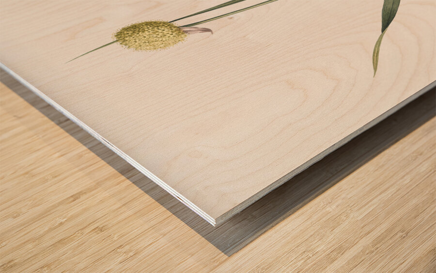 Lopsided onion illustration  Wood print