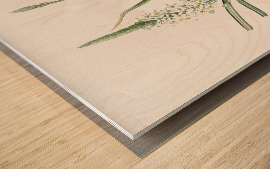 Narbonne star-of-Bethlehem illustration  Wood print