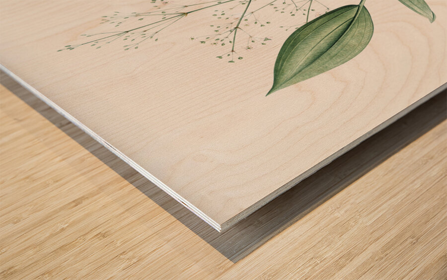 Ixia crispa illustration  Wood print